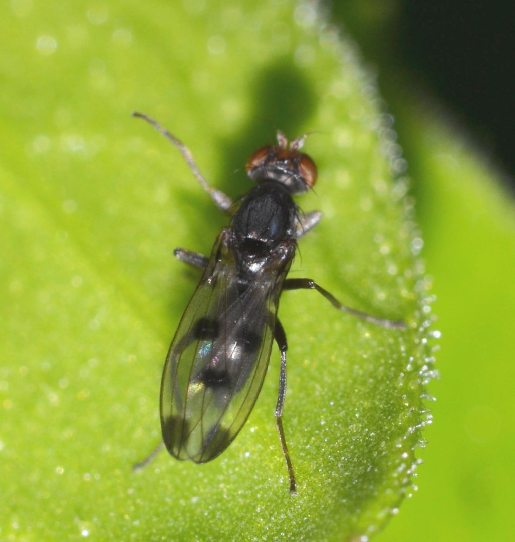 Geomyza tripunctata (Opomyzidae)